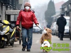 雾霾天遛狗全攻略