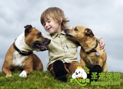 家有宝宝不适合饲养的狗狗