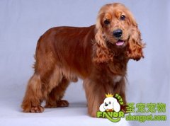如何预防狗狗常见的耳部疾病
