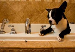 狗狗正确的洗澡频率