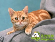 猫咪冬季高发病