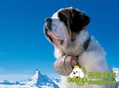 饲养圣伯纳犬的注意事项