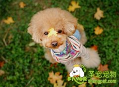 狗狗是如何表达妒忌心理的