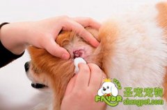 给狗狗清理耳道的方法