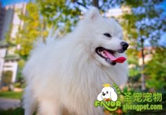 给狗狗清洁美容的步骤