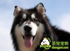 引起狗狗鼻头变色的原因及预防方法