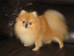 养宠家庭日常消毒的方法