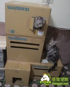 DIY猫咪的纸箱乐园