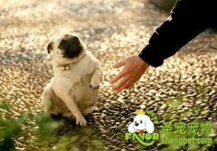 训练狗狗与人握手的方法