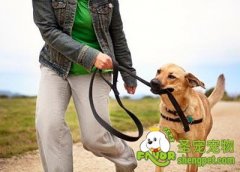 怎样让狗狗习惯带项圈和牵引绳