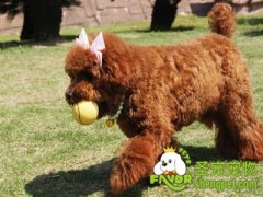 怎样避免买到“星期狗”