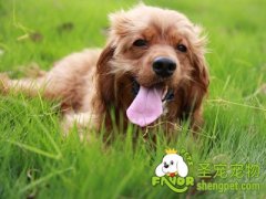 卷毛犬护理准备哪些工具和用品