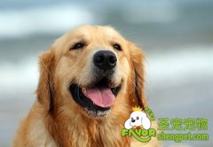 怎样挑选一只健康的狗狗