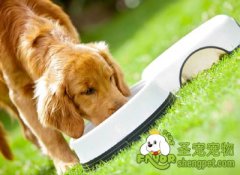 怎样改变狗狗挑食的毛病