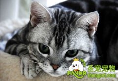 怎样帮助猫咪去除毛球