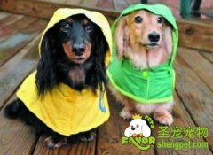 多雨季养宠的注意事项