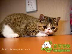 引起猫咪耳朵痒的注意事项