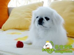 挑选京巴犬的注意事项