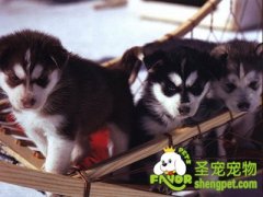 母犬产后的护理要点