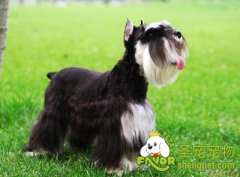 孕犬、幼犬慎用的药物