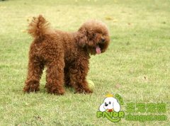 影响宠物食欲的因素有哪些