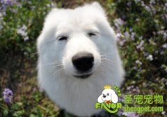 引起狗狗眼屎、泪痕的原因及预防方法