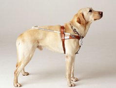 遇见导盲犬要做到“四不一问”