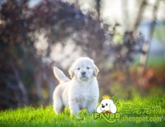 引起狗狗高血脂的原因及治疗方法