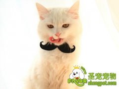 孕育期的猫咪可以洗澡吗