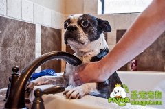 怎样正确的给狗狗选择浴液