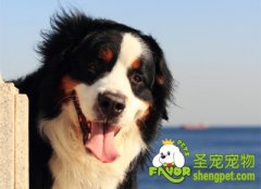 引起狗狗鼻头干燥的原因