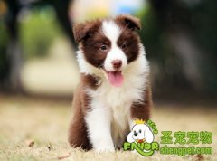 狗狗骨骼疾病需要注意哪些问题