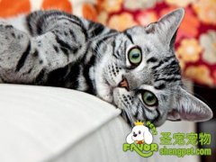 猫咪怕鱼刺你知道吗？