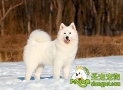 冬季预防狗狗厌食、挑食的方法