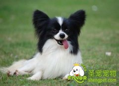 蝴蝶犬挑食怎么办