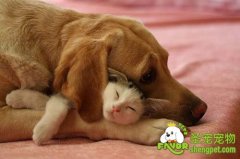 让猫咪和狗狗和平相处的方法