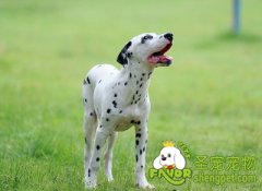 狗狗食物性过敏的症状及治疗方法