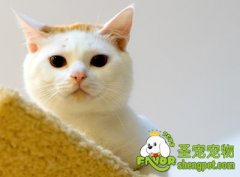 猫咪患耳螨的症状及治疗方法