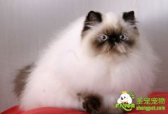 对猫咪过敏的原因及养猫的建议