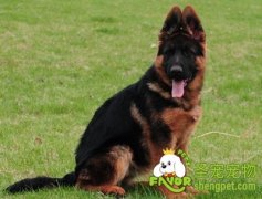 引起狗狗挑食的原因及改正方法