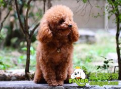 怎样训练狗狗定点大小便