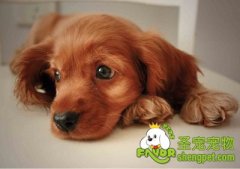 冬季狗狗美容需要注意什么