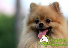 引起狗狗缺乏维生素K的原因及治疗方法