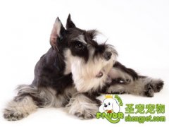 怎样选择硬毛犬的梳子及梳理方法