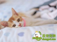 猫咪外伤的诊断及治疗方法