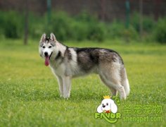 哈士奇犬的优点与缺点