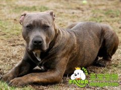 让狗狗营养均衡的方法