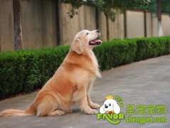 偏食对狗狗有哪些影响