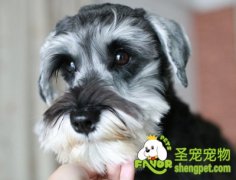 怎样给狗狗换新的粮食