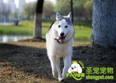 怎样挑选好狗粮？